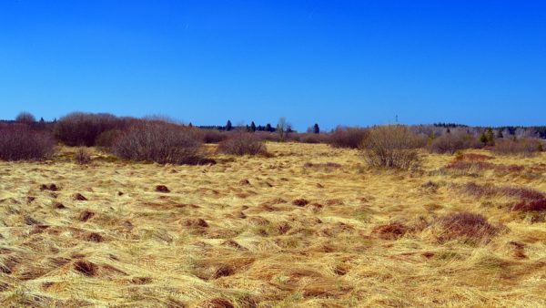 Peat Bog - Pixabay