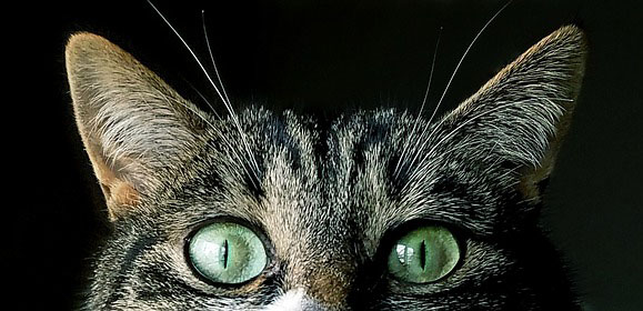 cat radar - pixabay
