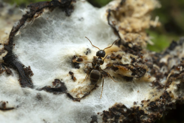 murder fungus and ant - deposit photos