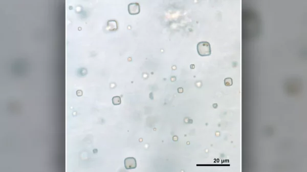 Fluid inclusions in halite with microorganisms