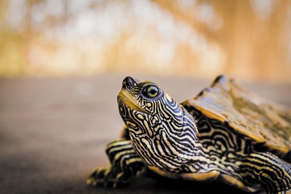 turtle - pixabay