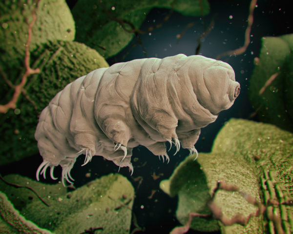 tardigrade / water bear - deposit photos
