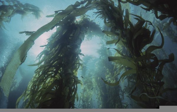 kelp forest - pixabay