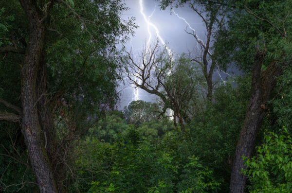 plants lightning electricity - deposit photos
