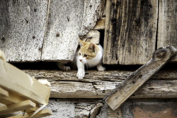 cat crawling through a fence - deposit photos
