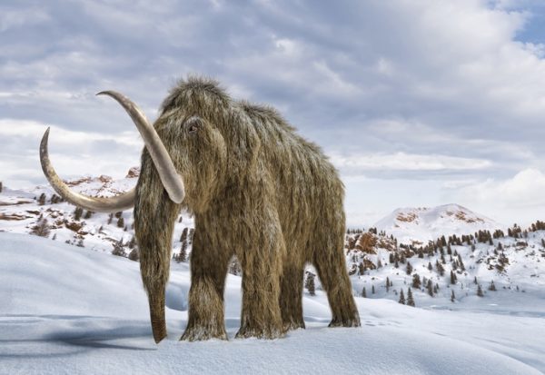 wooly mammoth - deposit photos
