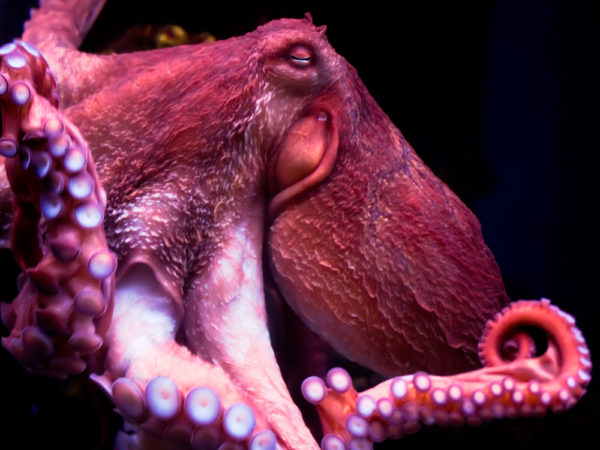 Octopus - Deposit Photos