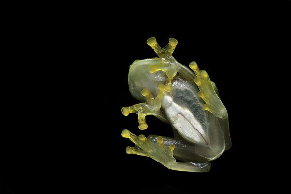 Glass Frog - Deposit Photos
