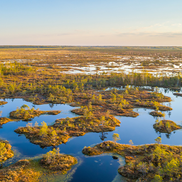 bogs - deposit photos