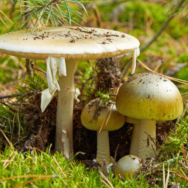 Death Cap mushrooms - Deposit Photos