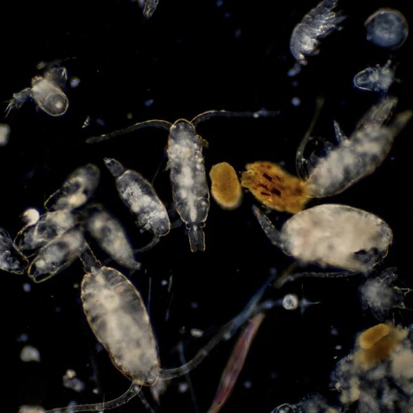 Plankton - DepositPhotos