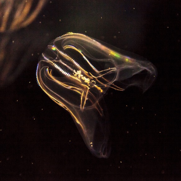 Comb Jellyfish - Deposit Photos