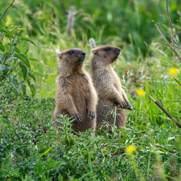 groundhogs - deposit photos