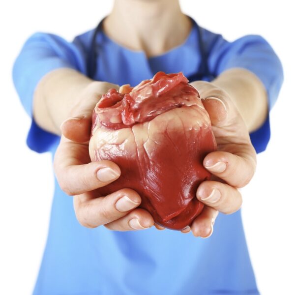 human heart in a doctor's hands - deposit photos