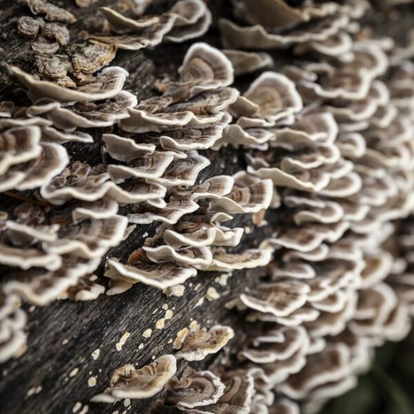 wood fungus - deposit photos