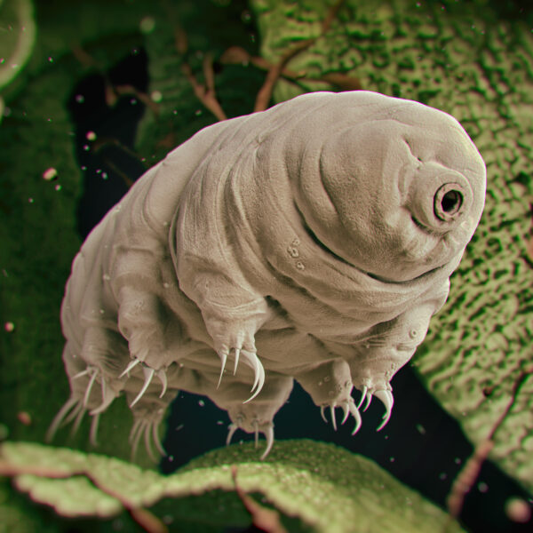 Tardigrade / Water Bear - Deposit Photos