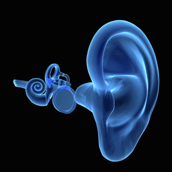 3D human ear anatomy - deposit photos