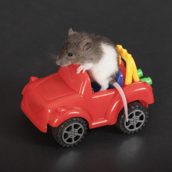Writer Fuel: Neuroscientists Taught Rats to Drive, and the Results Were ...