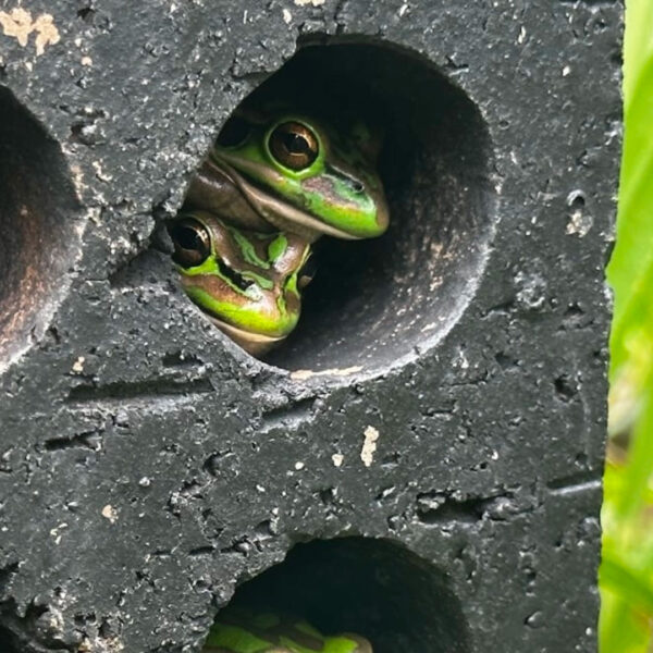 frog sauna