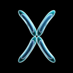 x chromosome - deposit photos