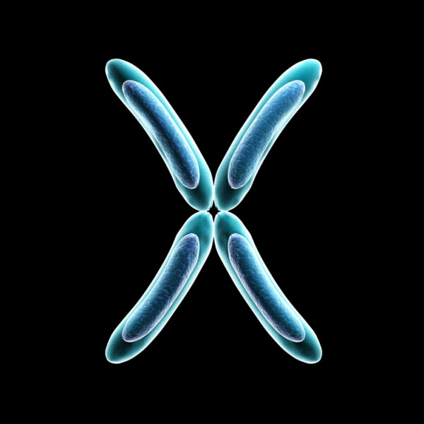 x chromosome - deposit photos