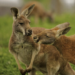 Kangaroos - Deposit Photos