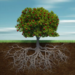 apple tree with roots - deposit photos