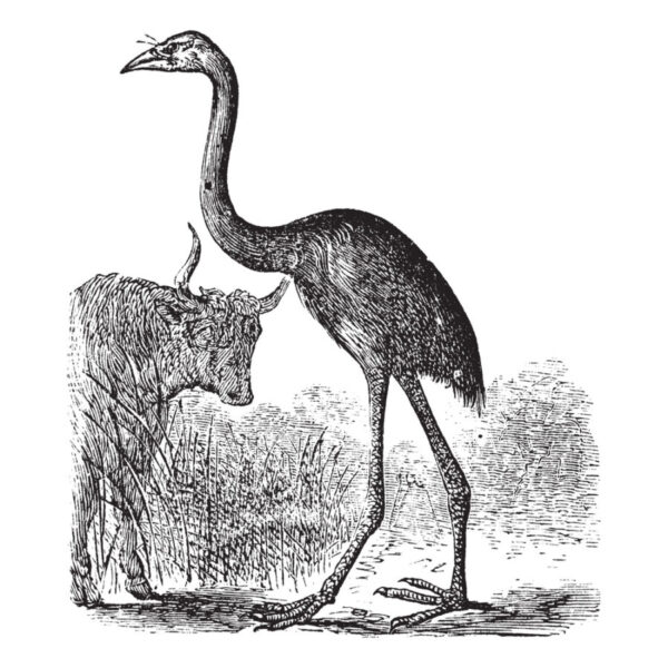 giant moa - deposit photos