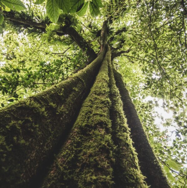amazon tree - deposit photo