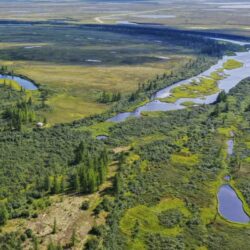 arctic circle forest - deposit photos